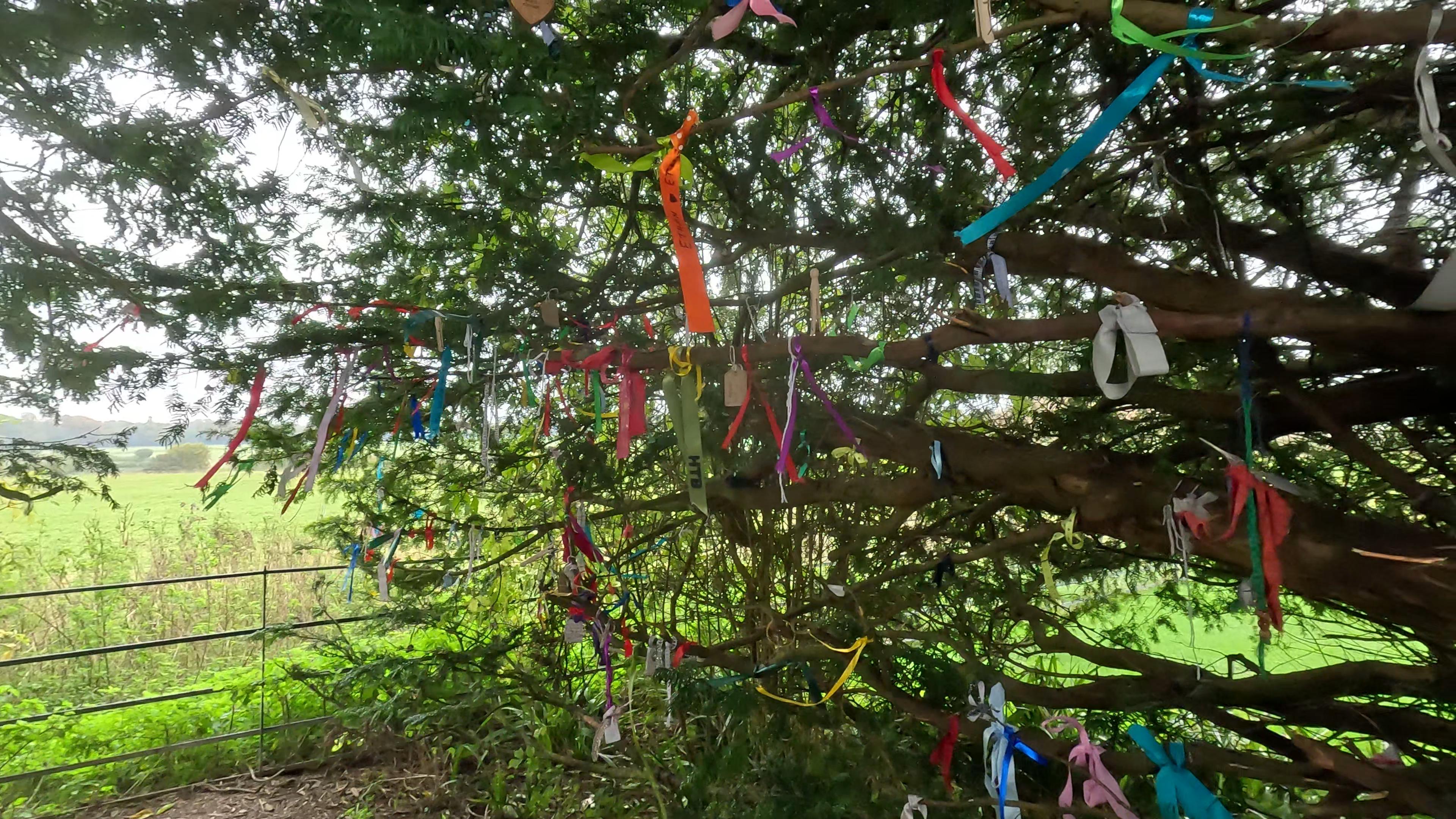 Knowlton Tree Knowlton Church, Dorset – Pinned on Places